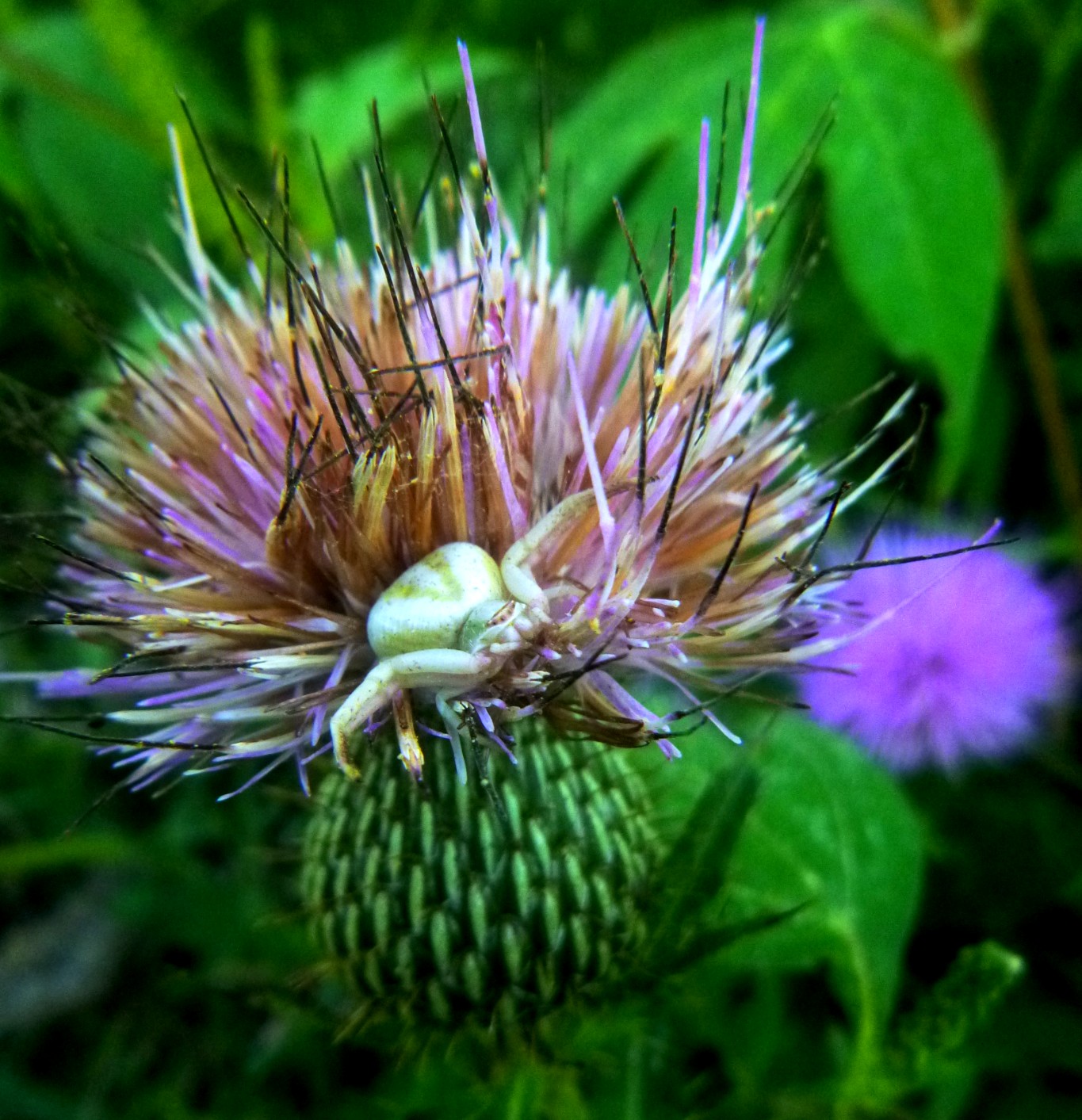 Thistle Crab Spider